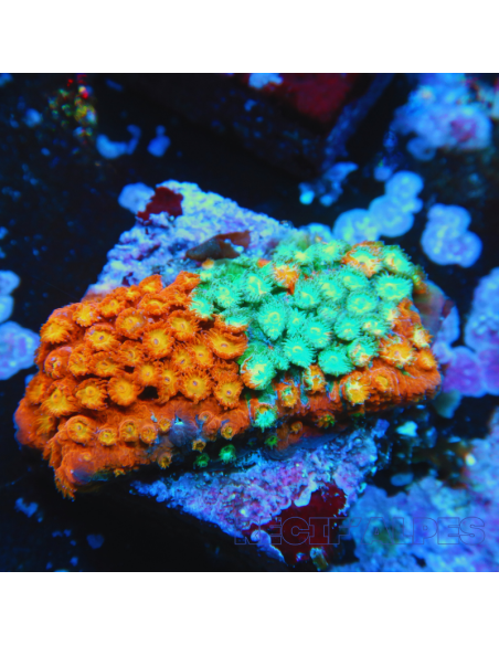 Cyphastrea Fender Bender Grafted