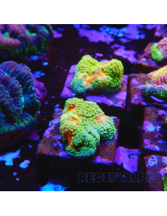 Echinophyllia Bubble Gum Monster