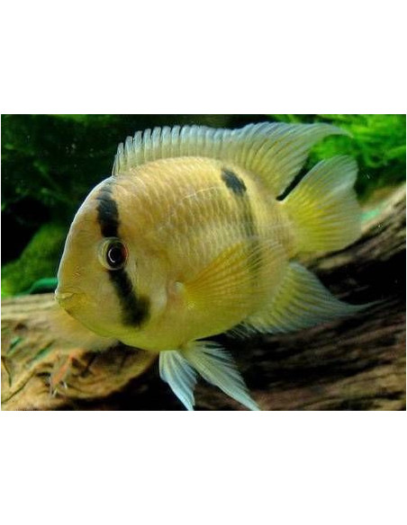 AEQUIDENS MARONI