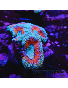 Micromussa lordhowensis (ex Acanthastrea)