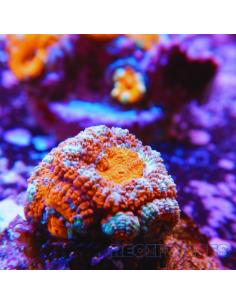 Micromussa lordhowensis (ex Acanthastrea)