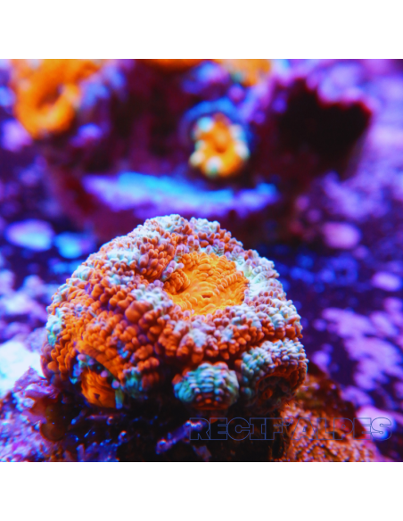 Micromussa lordhowensis (ex Acanthastrea)