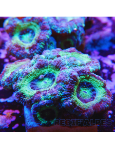 Micromussa lordhowensis (ex Acanthastrea)