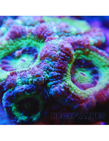 copy of copy of copy of copy of Acanthastrea lordhowensis ULTRA RED
