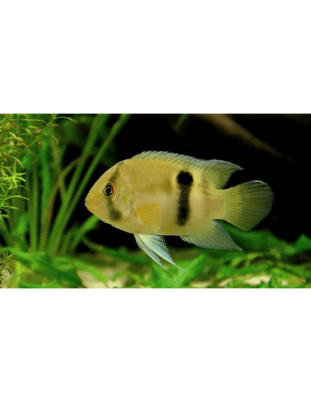 AEQUIDENS MARONI