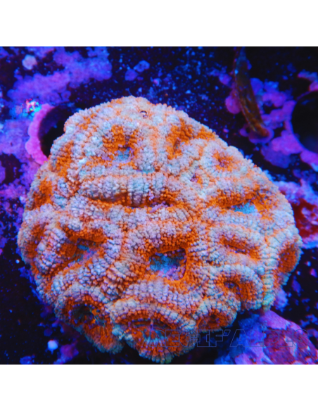 Micromussa lordhowensis (ex Acanthastrea)