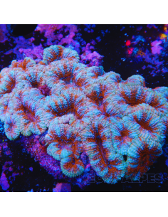 Micromussa lordhowensis (ex Acanthastrea)