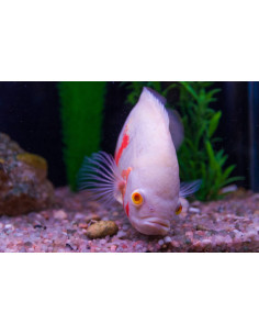 ASTRONOTUS OCELLATUS RED ALBINOS