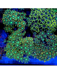 copia de CLAVULARIA SPP XL