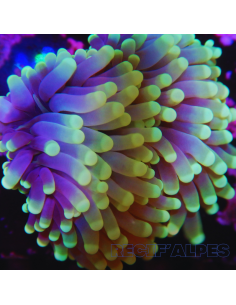 EUPHYLLIA CRISTATA RASTA