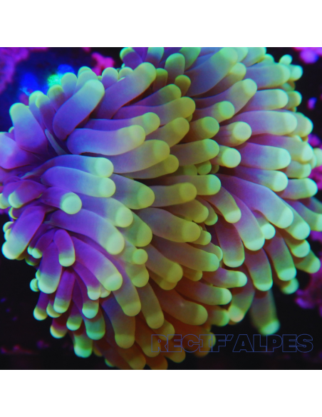 EUPHYLLIA CRISTATA RASTA