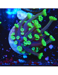 ALVEOPORA DAISY