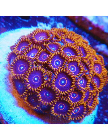 Zoanthus Red Hornets
