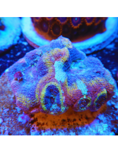 Acanthastrea bowerbanki (Holy Grail)