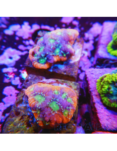 copia de FAVITES SPP ULTRA wysiwyg