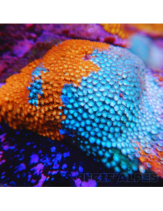 Cyphastrea Fender Bender Grafted