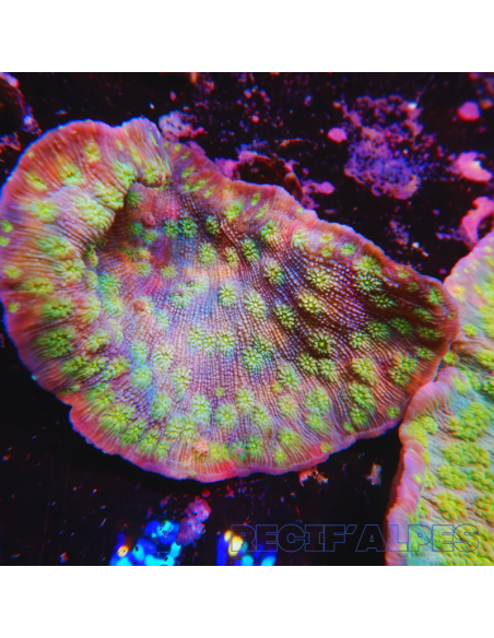 ECHINOPORA LAMELLOSA