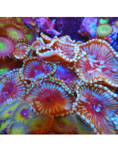 Palythoa grandis