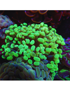 Euphyllia paraancora 41