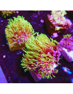 BRIAERUM  /  PACHYCLAVULARIA  spp green, bouture