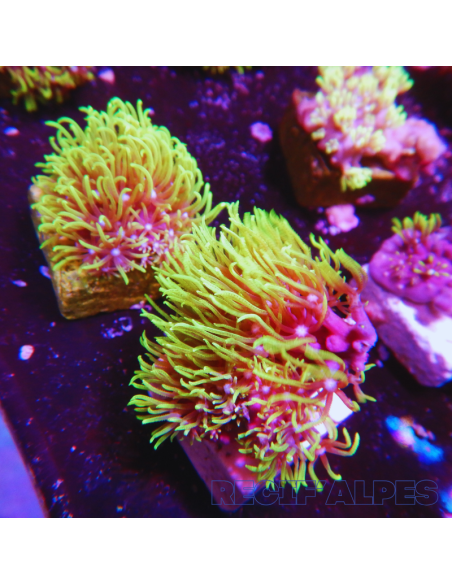 BRIAERUM  /  PACHYCLAVULARIA  spp green, bouture