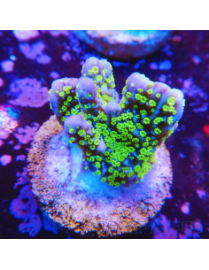 Montipora "Star Wars"