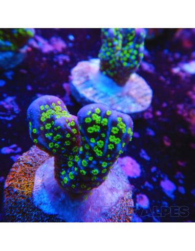 Montipora "Star Wars"