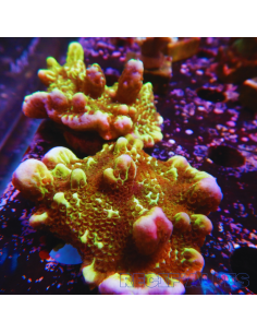 Montipora confusa
