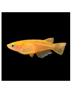 ORYZIAS LATIPES ORANGE YOUKIHI