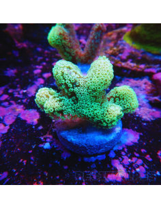 copia de Stylophora milka
