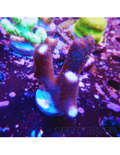 Stylophora milka