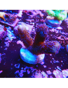 Stylophora milka