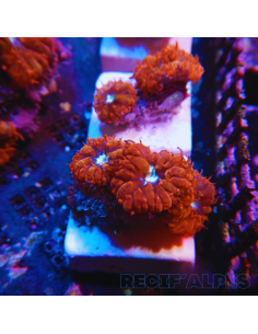 Blastomussa merleti Fire and Ice